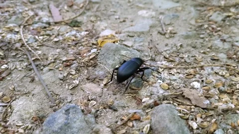 Darkling Beetle Tenebrionidae Running On The Ground Stock Footage 310053700