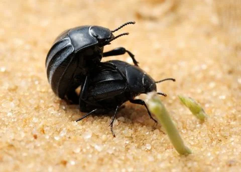 Darkling beetles on the sand Stock Photos