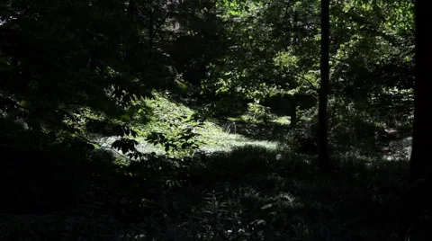 A darkly shadowed park during the day Stock Footage 53284913