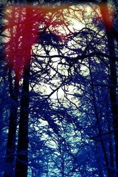 Darkness and the empty dusk of the cold winter forest Stock Photos