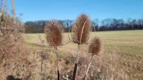 Darkness looms over dead teasel 動画素材 229963389
