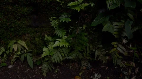 Into the darkness of Monkey Forrest Stock Footage 96187417