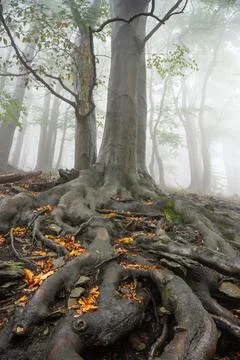 Darkness surrounds trees in a haunted forest Stock Photos