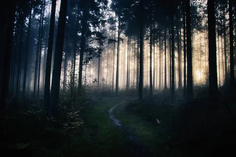 Darkness in the woods Fotos de archivo