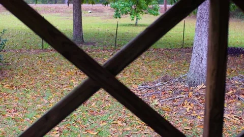 Darks barking and rain on a tin roof in the country Stock Footage 142907005