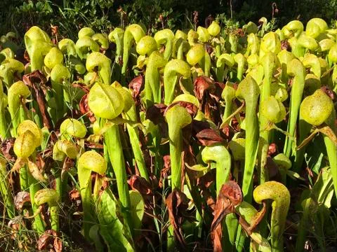 Darlingtonia Stock Photos