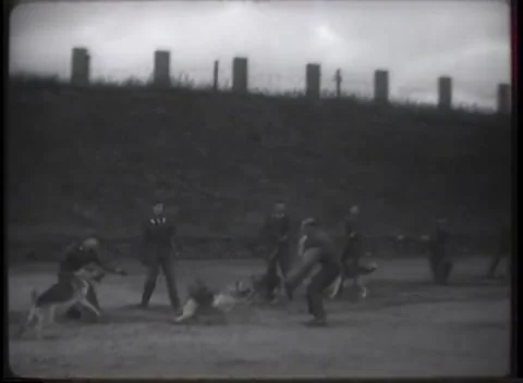 DARMSTADT, GERMANY - 1948: Pulling drill - Handlers work taut leashes on field Stock Footage 344488799