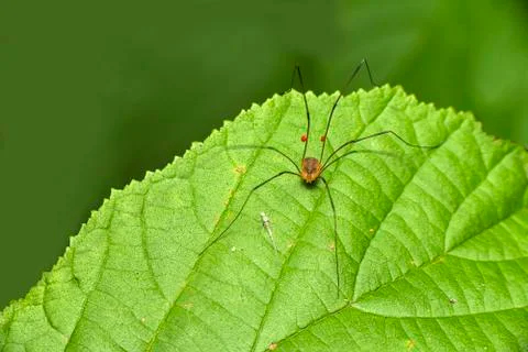 Darry long legs Stock Photos