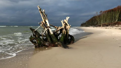 Darss Beach Stock Footage 140855784