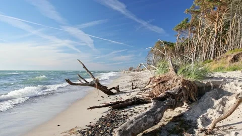 Darss Beach Video stock 201467405