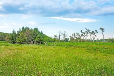 Darss landscape Stock Photos