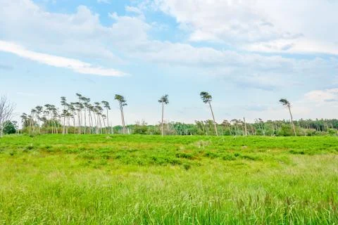 Darss landscape Stock Photos