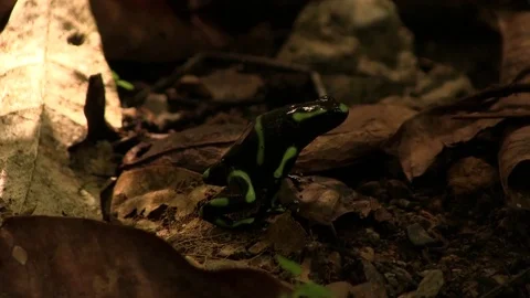 Dart frog on leaves Stock Footage 82873855