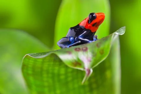 Dart frog Stock Photos