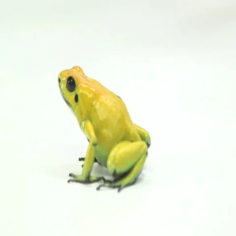 Dart Frog yellow poison amphibian Stock Footage