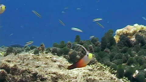 Dart Goby Dancing in Underwater Papua New Guinea Reef Stock Footage 344786285
