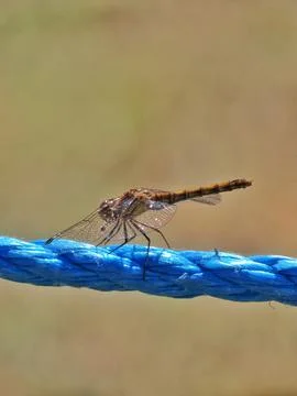 Darter on Blue Stock Photos