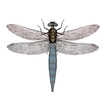 Darter dragonfly - 3D render Stock Illustration