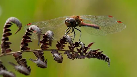 Darter dragonfly macro Stock Photos
