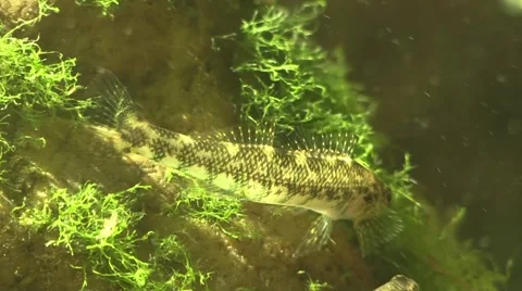 Darter fish closeup on river bottom in sunlight Stock Footage 66525716