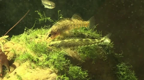 Darter fish closeup on river bottom in sunlight Stock Footage 66525747