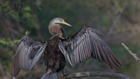 A darter sitting on the tree branch and looking for food in keoladeo bird Stock Footage 309169541