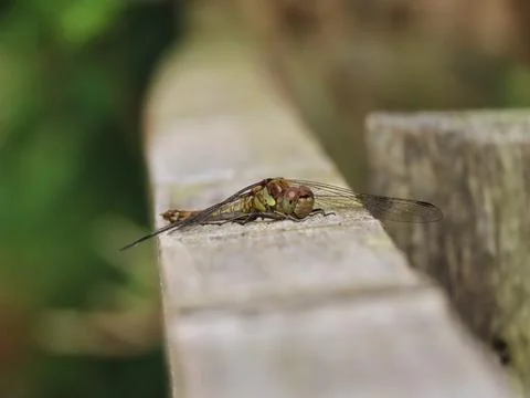 Darter's Rest Stock Photos