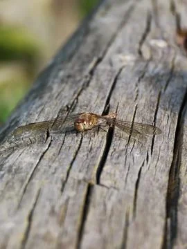 Darter's Rest Stock Photos