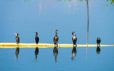 Darters sitting inline Stock Photos
