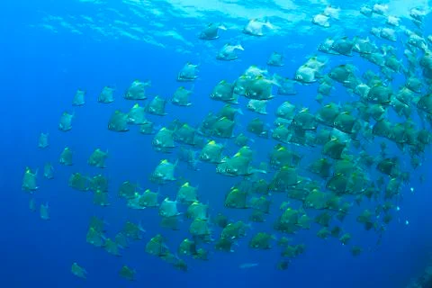 Dartfish 写真素材