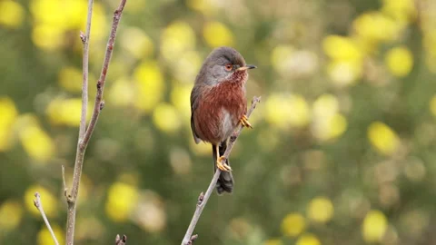 Dartford Warbler ( Sylvia undata) calling from small tree branch Stock Footage 265013367