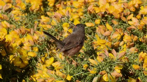 Dartford Warbler (Sylvia undata) with nesting material in bill Stock Footage 147752886