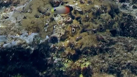 Darting Fire Gobies Exploring Coral Reef in Papua New Guinea Waters Stock Footage 322804591