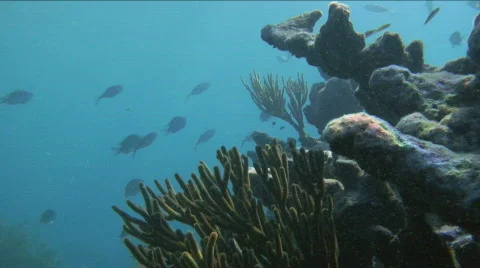 Darting Fish Stock Footage 715928