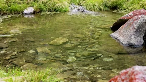Darting fish in a mountain pond Stock Footage 219472449