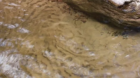 Darting Trout Stock Footage 983129