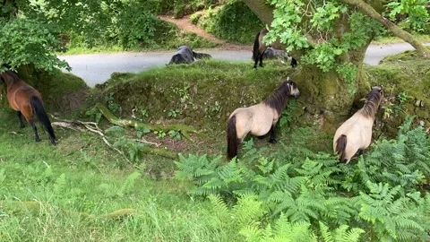 Dartmoor Devon England. Ponies seeking shade Stock Footage 201606406