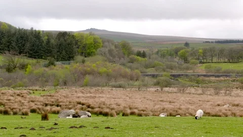 DARTMOOR 库存影片 87908756