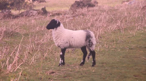 Dartmoor lamb 動画素材 38550008