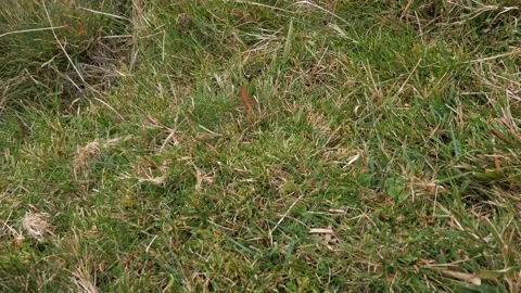 Dartmoor National Park. 2021 October. Newt Walking Awkwardly Across Grass Patch Stock Footage