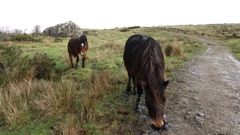 Dartmoor Ponies, Devon England Stock Footage 131876849