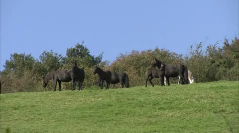 Dartmoor Ponies in a Field Video stock 8893490