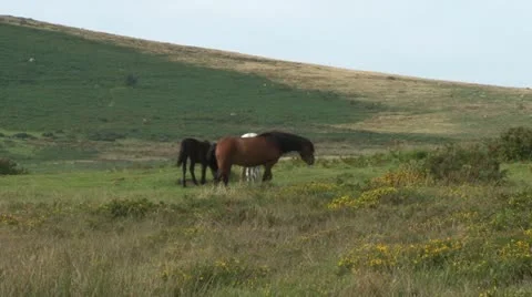 Dartmoor Ponies Stock Footage 18023415