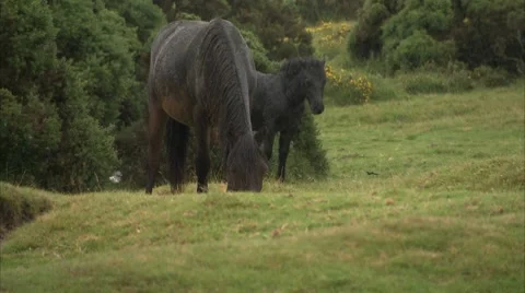Dartmoor Ponies in the rain Video stock 8828215