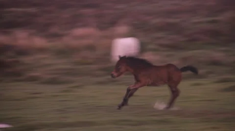 Dartmoor pony run, tracking Stock Footage 38549149