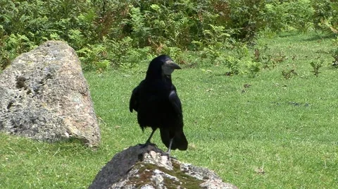 Dartmoor rook Stock Footage 56219816