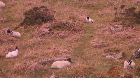 Dartmoor sheep 動画素材 38550805