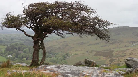 Dartmoor tree, Mid shot 動画素材 38646195