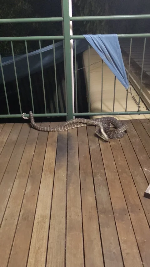 Darwin Carpet Pythons on the Balcony, Darwin, Australia - 26 May 2021 Stock Footage 205373321