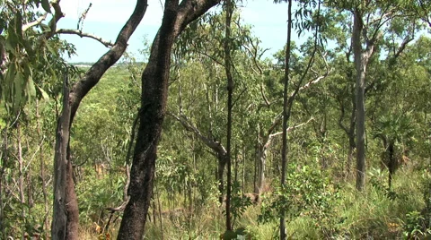 Darwin city pan left through australian bush Stock Footage 1091002